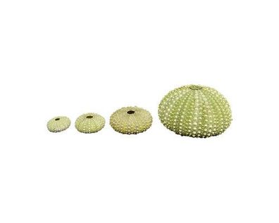 Grüner Seeigel Groß 37mm bis 50mm
