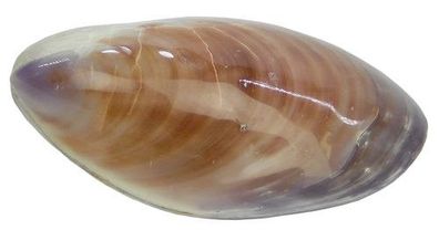 Süßwassermuschel - Tahong Muschel 11-13 cm