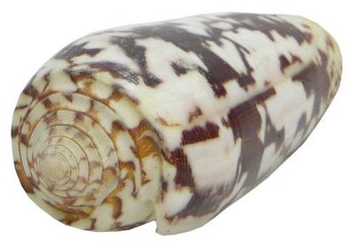 Conus stritatus ca 5 cm