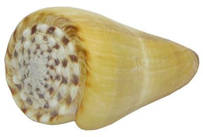 Conus thalassiarchus 40-70 mm