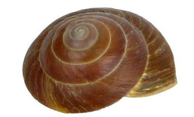 Pleurodonte excellens 55mm