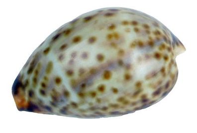 Cypraea tigirs 58mm- 73mm