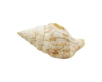 Buccinulum corneum 29mm bis 48mm