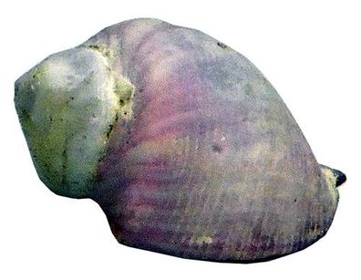 Coralliophila violacea 25mm bis 28mm