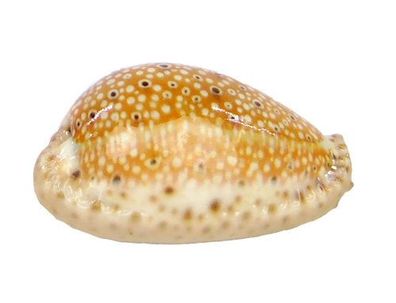 Naria ocellata 17-32mm
