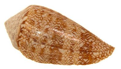 Conus natalis von 13mm bis 38mm
