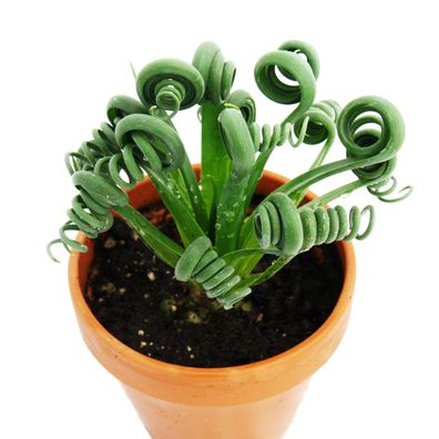 Albuca spiralis "Frizzle Sizzle" - Ausgefallenes Zwiebelgewächs