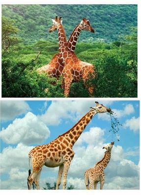 TischSet 3D Giraffe Platzset 2erSet Platzdeckchen Poster Bilder Tiere Giraffen Afrika