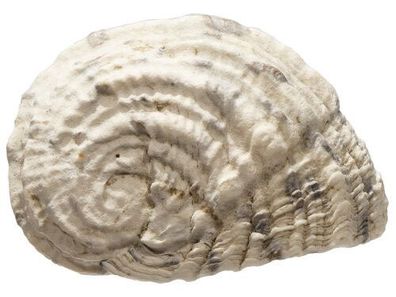 Nerita textilis 22mm bis 35mm