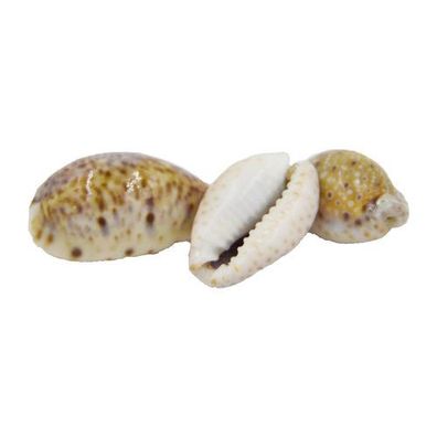 Cypraea Lynx 18mm-26mm F