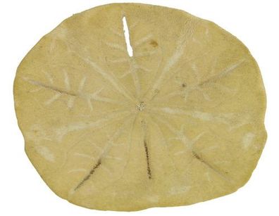 Stranddollar flach ca. 8,2cm