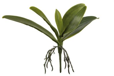 Fink Orchideenblätter, Kunstblume, Kunstfasern, dunkelgrün, H. 15 cm Höhe: 15.00