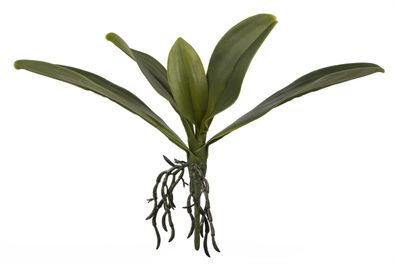 Fink Orchideenblätter, Kunstblume, synthetische Faser, grün, H. 25 cm Höhe: 25.00