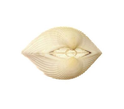 Herzmuschel geschlossen