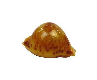 Pustularia bistrinotata von 18mm bis 20mm