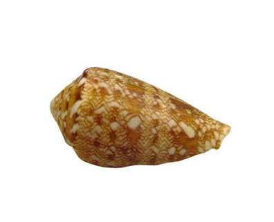 Conus natalis von 13mm bis 42mm