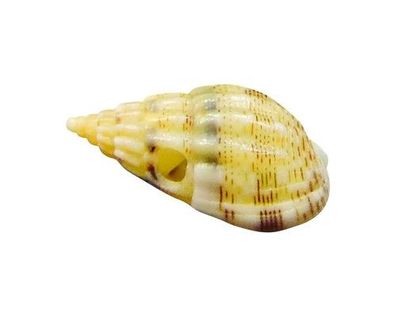 Hinia costulata 7mm bis 15mm