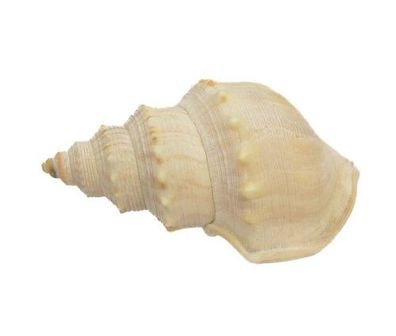 Wellhornschnecke 59mm bis 83mm