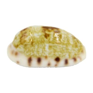 Cypraea Teres 24-47mm