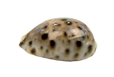 Lyncina lynx 30mm-40mm