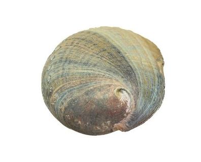 blaues Meerohr / Abalone / Paua Muschel 7-9 cm