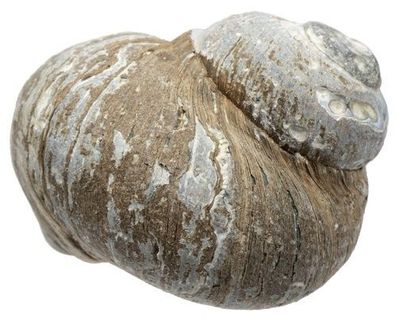 Nerita senegalensis 23mm bis 31mm