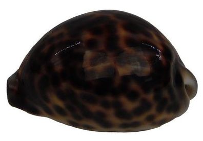 Cypraea Pantherina von 56mm bis 65mm