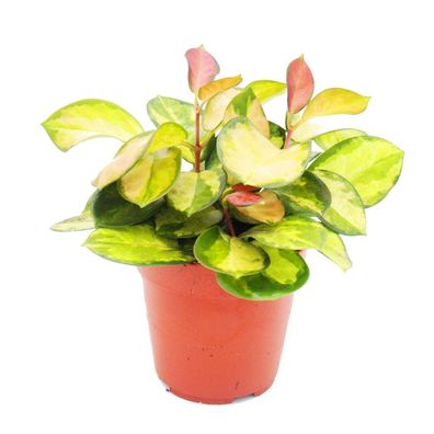 Zimmerpflanze hängend - Hoya carnosa "Lisa" - buntblättrige Porzellanblume - Wachs