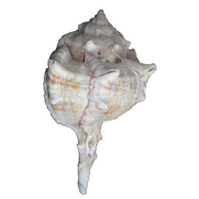 Brandhorn 8cm
