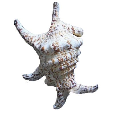 Großer Bootshaken, lambis chiraga artritica ca 15cm B/C Ware
