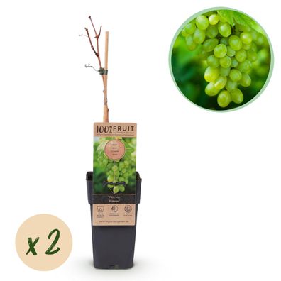 Obstpflanze - Weiße Traube - Vitis vinifera Himrod - Kernlos - 2 Pflanzen - Ø15c
