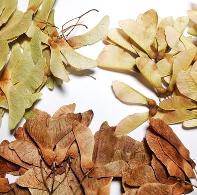 Ahornsamen Spitzahorn zum Basteln - Spitzblättriger Ahorn Nasen Basteln Herbarium