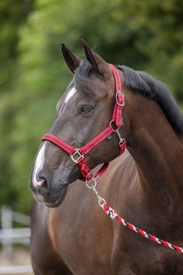Nylonhalfter Mustang