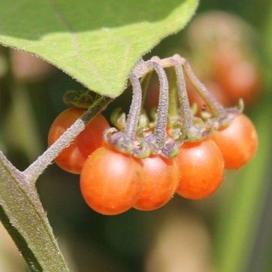 Orangefarbener Nachtschatten - Solanum nigrum 10+ SAMEN So 118