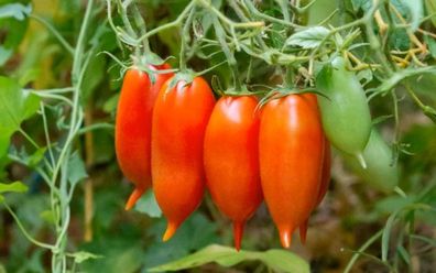 Halbdeterminierte TOMATE HANDY LADY 5+ SAMEN P 653