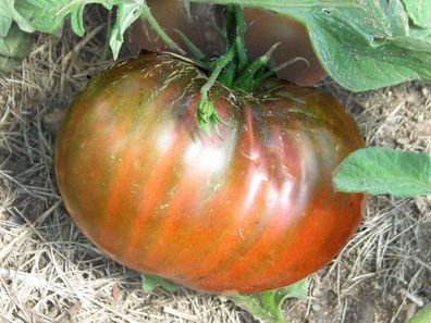 Fleischtomate Amazon Chocolate 5+ Samen - Samenfest P 652