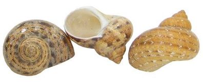 Katzenaugen Turbanschnecke M