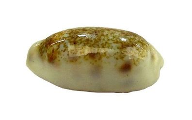 Blasicrura pallidula 19mm bis 22mm
