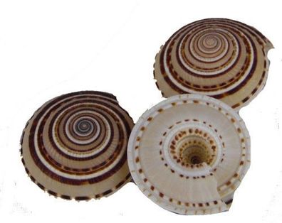 Sonnenuhrschnecke groß ab 4cm