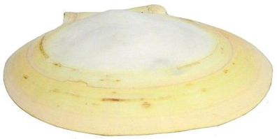Amusium japonicum 106mm bis 117mm
