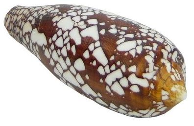 Conus stritatus 7cm