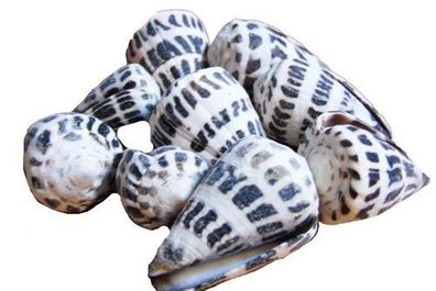 Conus ebraeus 20-40 mm