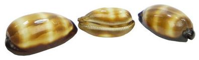Arestorides argus 6cm
