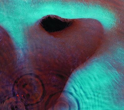 Pink Floyd: Pink Floyd: Meddle - - (CD / M)