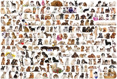 Welt der Hunde