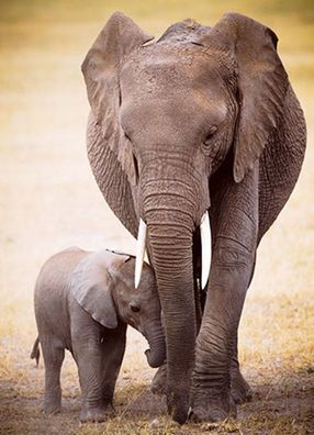 Elefant und Baby