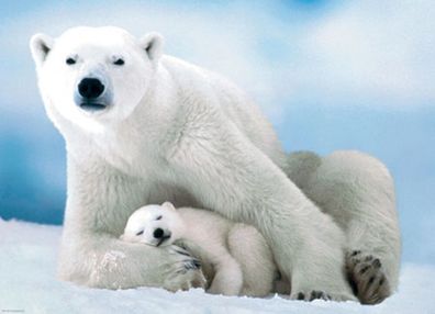 Eisbär und Baby