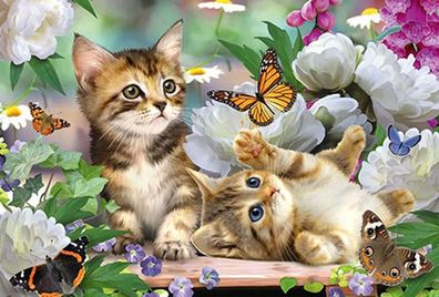 Verspielte Katzenbabys
