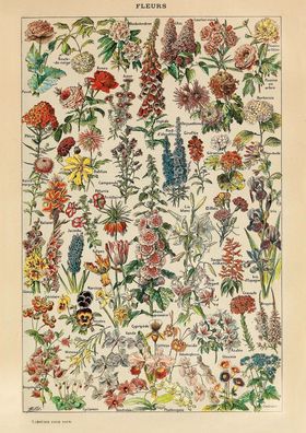 Fleurs, Millot
