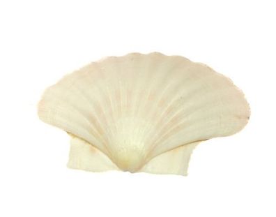 Jakobsmuschelschale oder Pilgermuschel